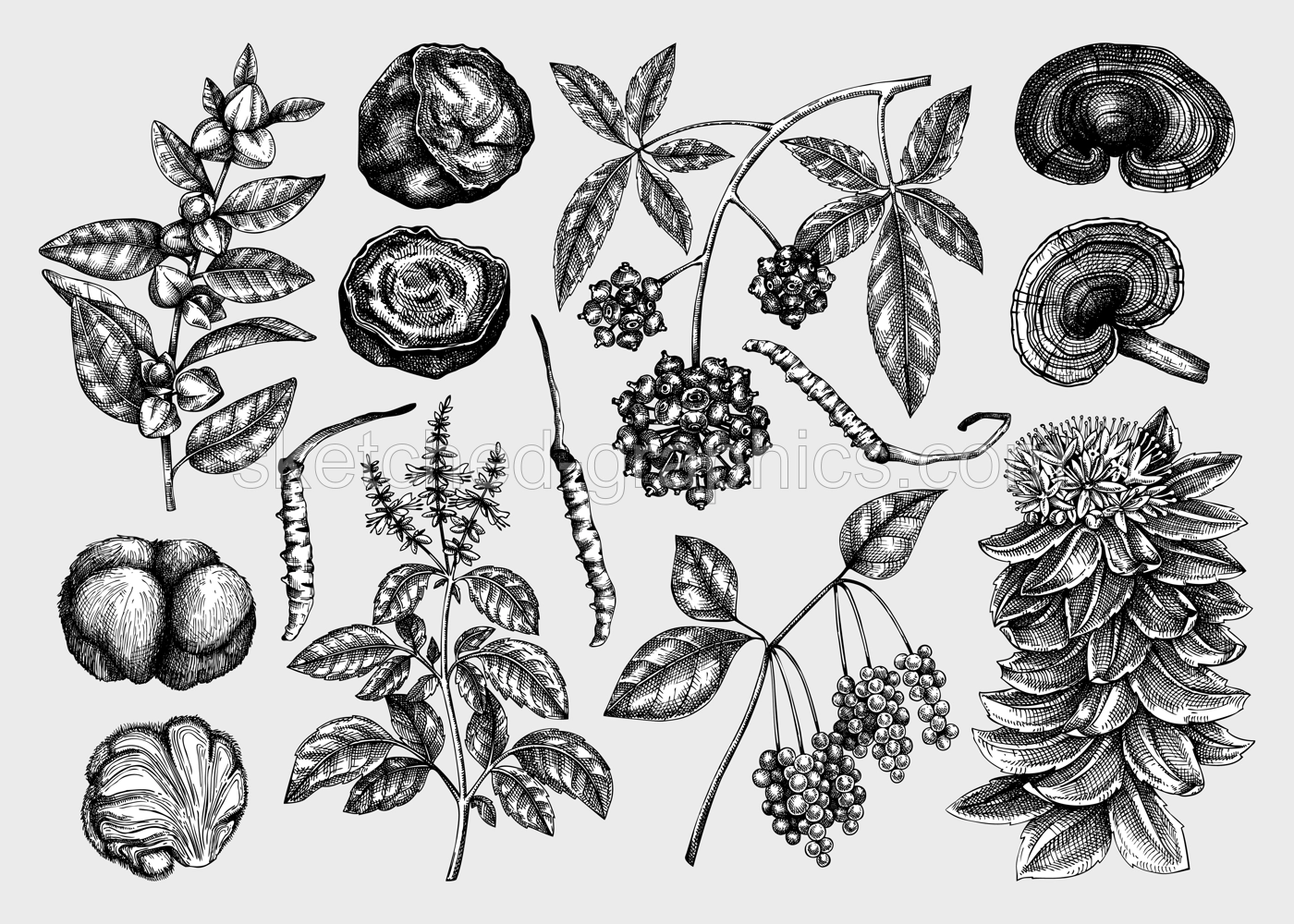 Adaptogenic plant and mushroom sketches set. Hand drawn vector illustrations. Healing herbs, medicinal mushrooms in vintage style drawinds. NOT AI generated  Illustration